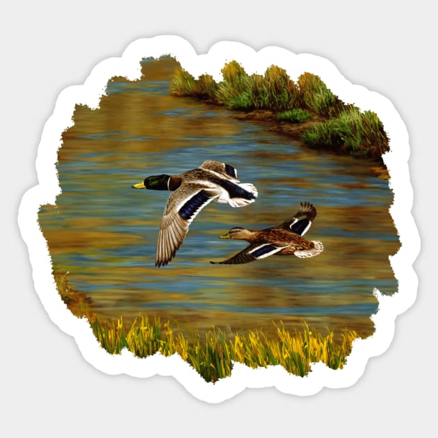 Mallard Ducks Flying Over Water in Wetlands Sticker by csforest